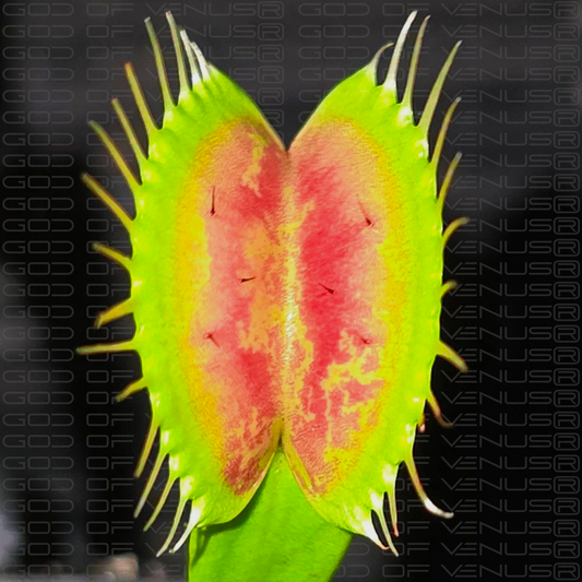 Supra Venus Flytrap - Dionaea Muscipula - 5-10 Traps