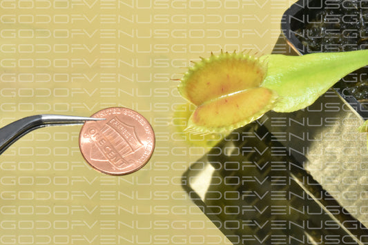 Big Mouth Venus Flytrap- Rhizome Only